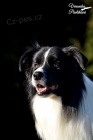 Ztratil se pes Border collie