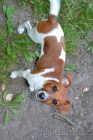 JACK RUSSEL TERIER