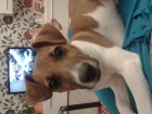 JACK RUSSEL TERIER