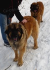 2 x leonberger