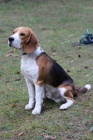 ztratil se beagle