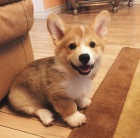 tata Welsh Corgi pipravena