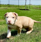 Roztomil Pit Bull terir