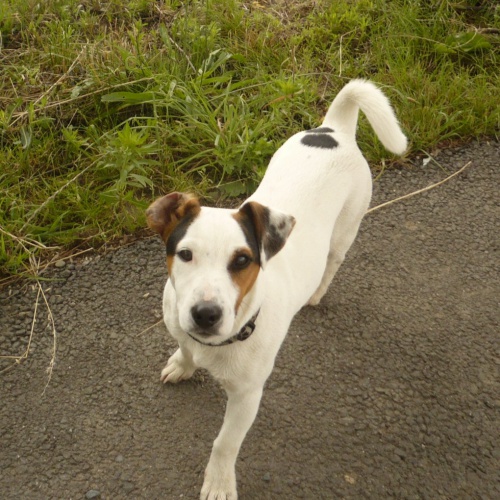 jack russel terir