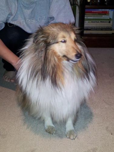 nala se sheltie