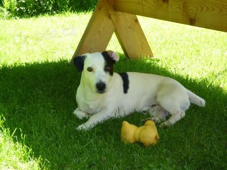 stle hledme Jack russell terira