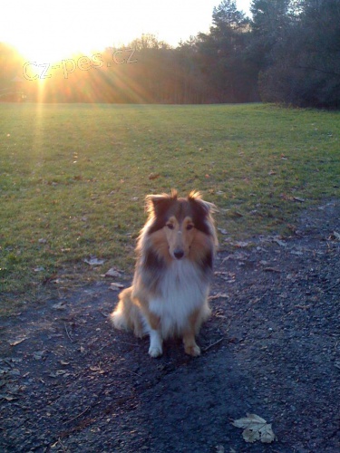 Sheltie