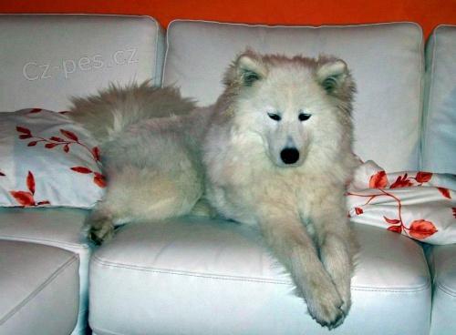 Samojed