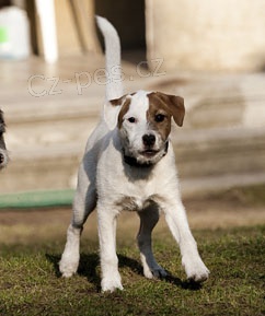 Ztratil se Parson Terrier