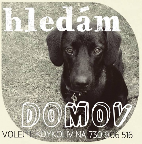 HLEDME DOMOV