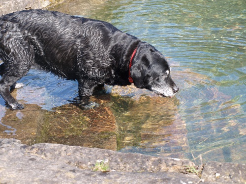 HLEDM FENKU LABRADORA