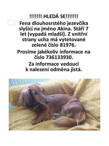 Ztratila se fena jezevcika