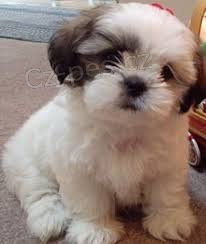 shihtzu