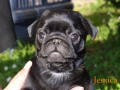 MOPS S PP