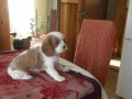 tnata kavalr king charles spaniel