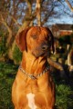 Nabizim kryti - Rhodesky Ridgeback