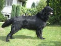 Flat Coated Retriever s PP - IHNED K ODBRU