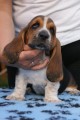 Basset hound puppies