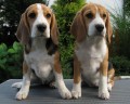 tata beagle s PP