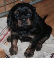 Kavalir King Charles spaniel - TATA