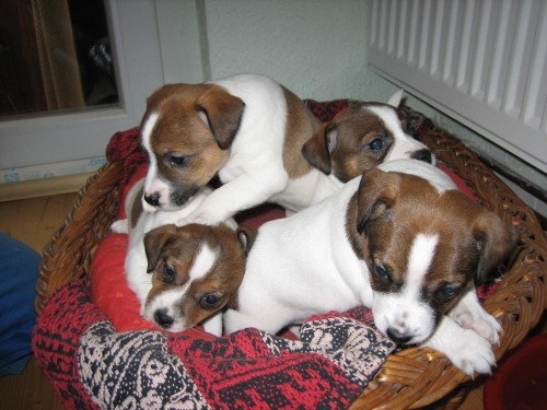 Jack Russell Terir 