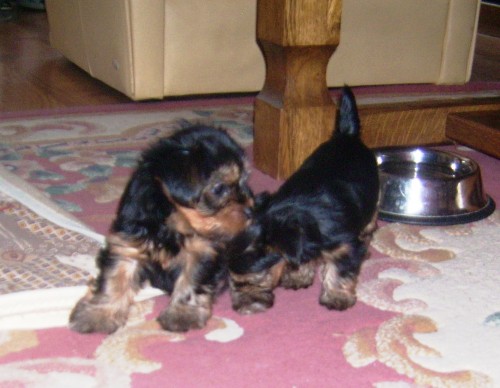 Jorsk��r teri�r