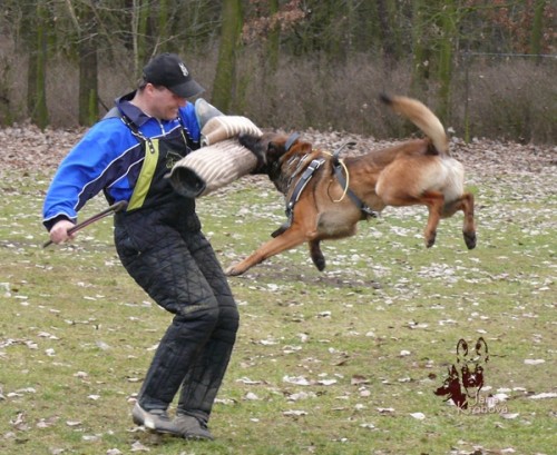 Prodm pejska BELGICKHO OVKA-MALINOIS s PP