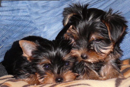 �t��ata yorkshirsk�ho teri�ra