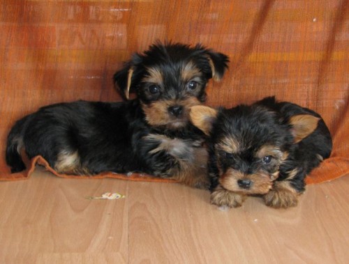 jork��rsk� teri�r - yorkshire-jork��r