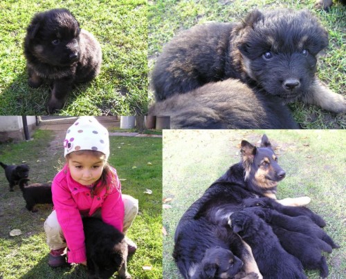 Chodsk� pes - �t�nata