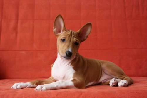 Basenji tn s PP