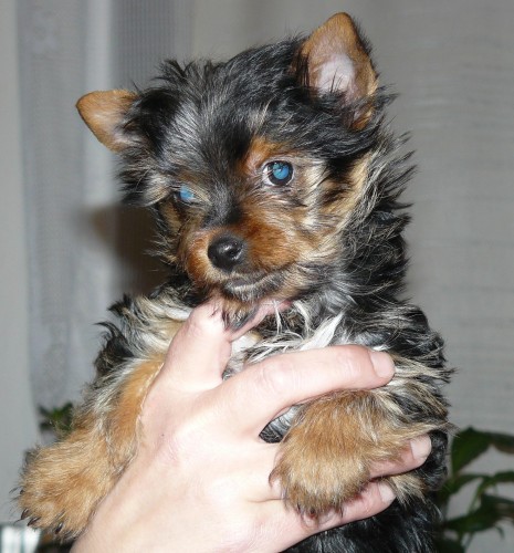 york��rsk� terier