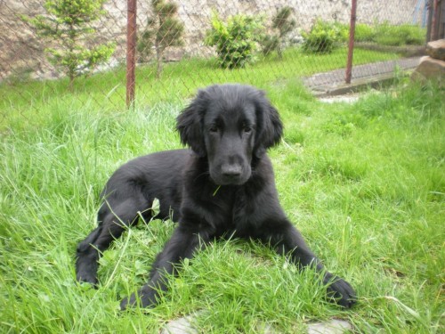 FLAT COATED RETRIEVER