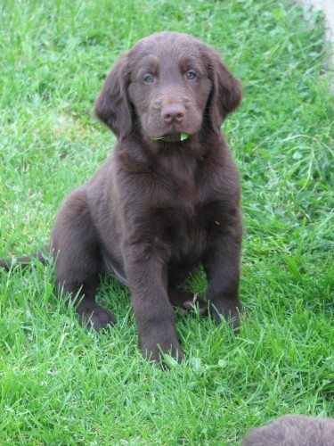 Flat coated retriever