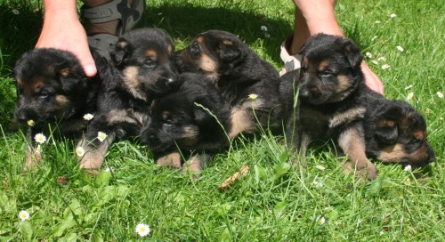 Prod�m �t��ata NO s PP po pracovn�ch rodi��ch