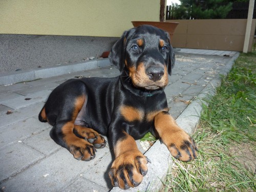 �t���tko dobrmana s PP k odb�ru