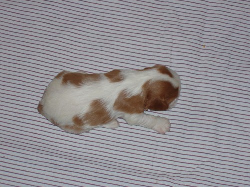 Kavalr King Charles panl