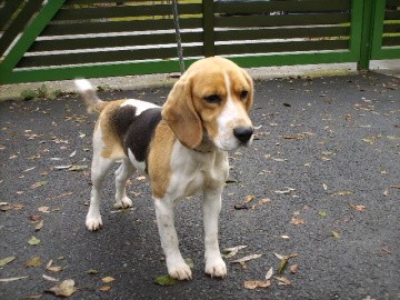 Fenka beagle