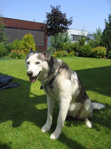 Ztratila se sibisk husky