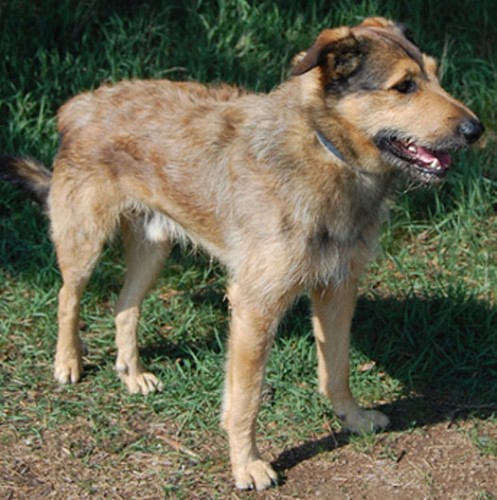 Ztrta kenec Star Plzenec