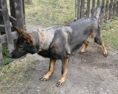 Fena vlka