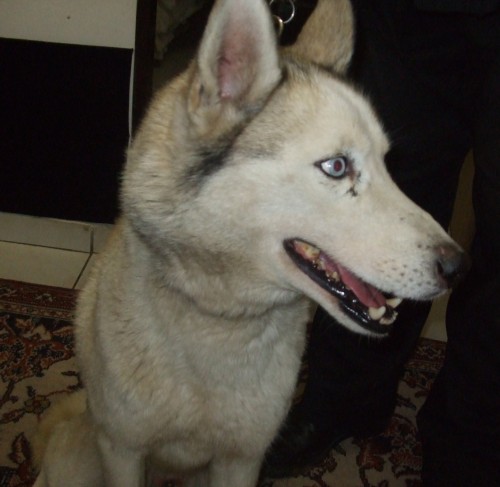 Sibisk Husky s jizvou u oka - Domalicko, Klatovy