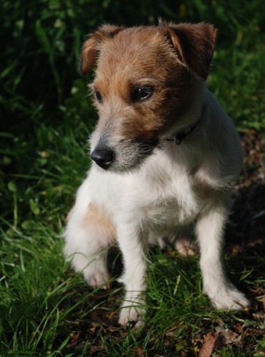 ZTRACEN PES - Jack Russel Terier - Venory (Praha - zpad)