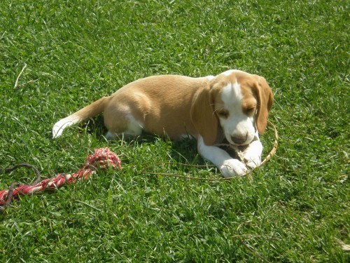 Hled se ttko beagle