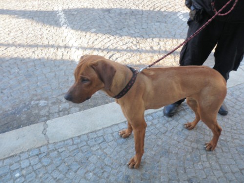 Nalezen Rhodsk Ridgeback