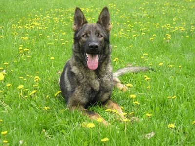 N�meck� ov��k �t��ata