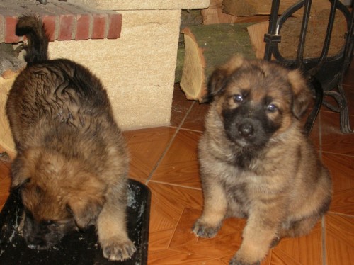 N�meck� ov��k - �t��ata s PP