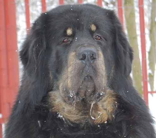 Tibetsk doga 