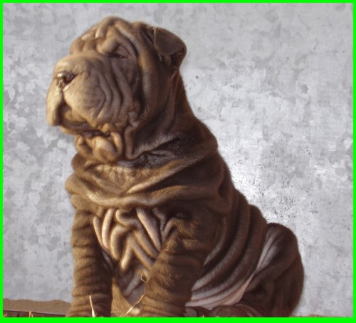 ARPEJ/SHAR-PEI/ 2 MS.PSK IBAX CHUDOBKA