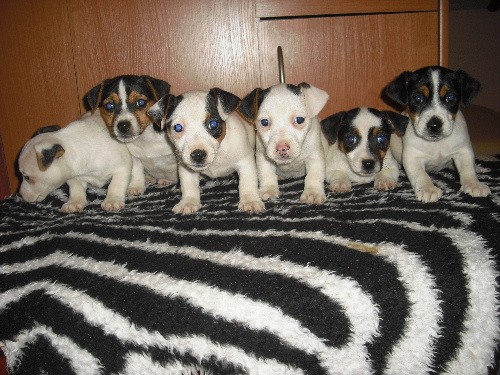 Jack Russell Terier